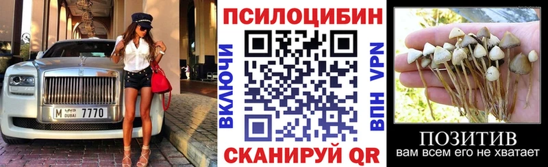 Псилоцибиновые грибы Cubensis  купить наркоту  Гвардейск 